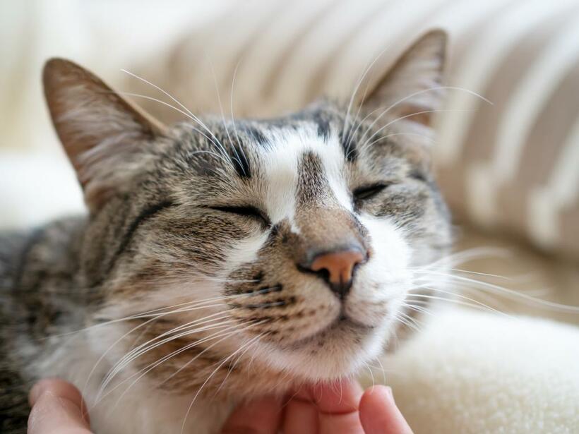 ※写真はイメージです　（ＧｅｔｔｙＩｍａｇｅｓ）