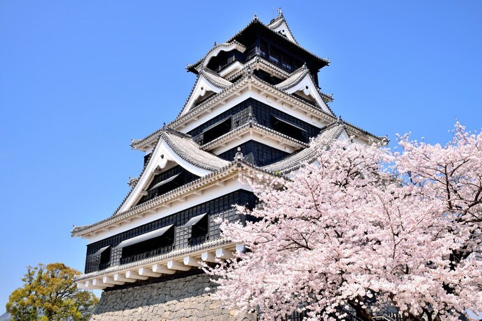 修復工事完了が待たれますが、桜の名所といえばやっぱり熊本城！