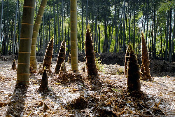 「十日もすれば竹になる」といわれる成長スピード
