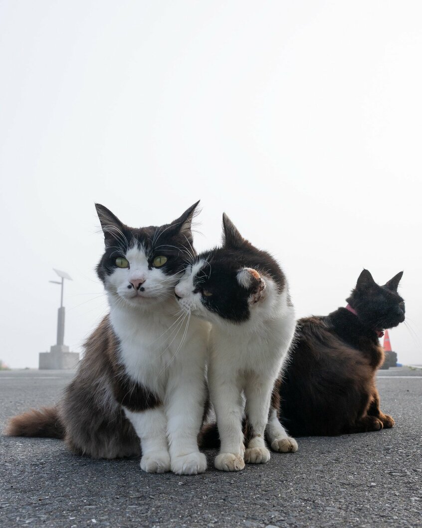 Canon　EOS　R1・f10・1／1250秒・ISO640（撮影／猫写真家・沖昌之）