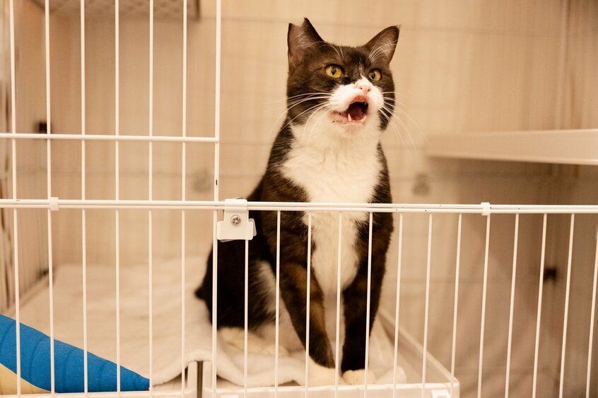 大きな声で鳴いていた部長。猫アレルギーがあるようだ(撮影/写真映像部・和仁貢介)