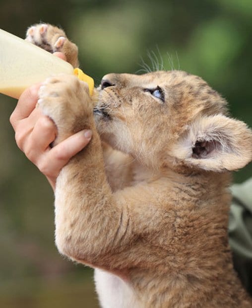 待ちに待ったミルクタイム。赤ちゃんライオンは、あっという間に飲み干した（撮影／写真部・松永卓也）