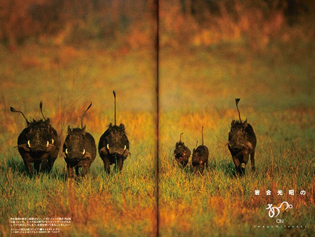 1999年4月号 岩合光昭の「あっ。」