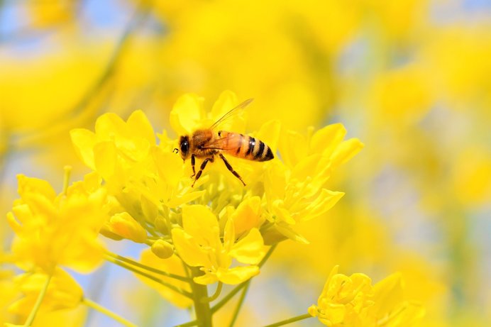 春の花たちに舞うミツバチ