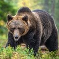 「OSO18」の肉をネット通販で買った人は要注意…熊肉を食べる前に絶対に知っておくべき寄生虫のリスク