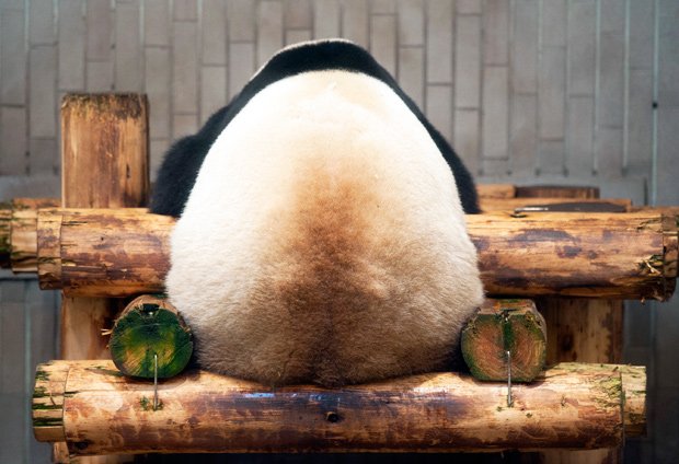 パンダ舎のガラスに自身が写り込まないよう、いつも黒い服を着ている(写真:高氏貴博さん提供)