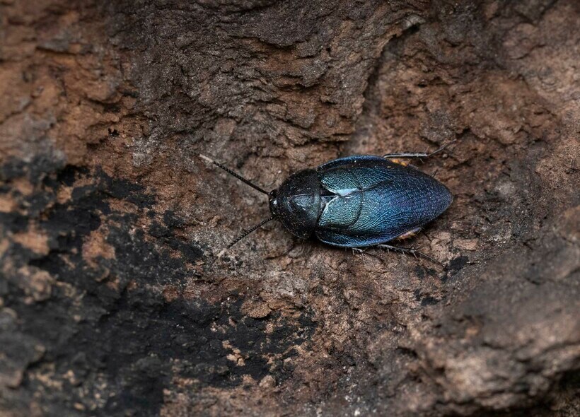 体全体が金属光沢のある瑠璃（るり）色をしているルリゴキブリ＝柳澤静磨さん提供