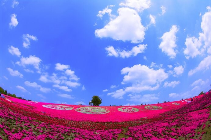 青空と濃いピンクの芝桜とのコントラストが鮮やか