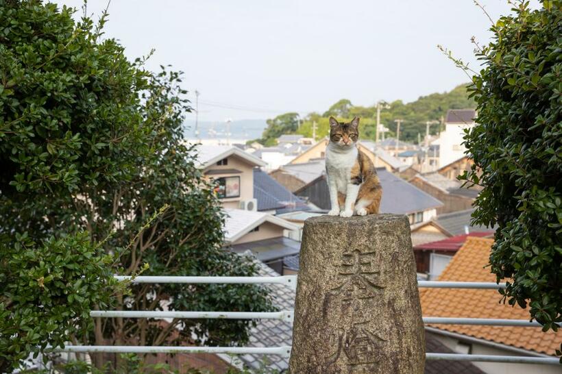 Ｃａｎｏｎ　ＥＯＳ　Ｒ７・ｆ３．２・１／１８００秒・ＩＳＯ２０００（撮影／猫写真家・沖昌之）