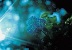 雨上がりの大学キャンパス内でアジサイを撮影。逆光の輝きと露に濡れた色彩にクラシックカメラとネガカラーフィルム独特の味わいがある。WERRA1とテッサー50ミリF2.8の特性が生かされている