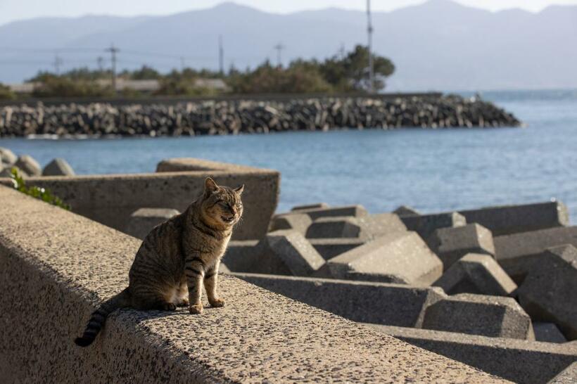 Ｃａｎｏｎ　ＥＯＳ－１Ｄ　Ｘ　Ｍａｒｋ　ＩＩＩ・ｆ７．１・１／１２５０秒・ＩＳＯ２００（撮影／猫写真家・沖昌之）