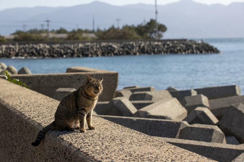 Canon EOS-1D X Mark III・f7.1・1/1250秒・ISO200(撮影/猫写真家・沖昌之)